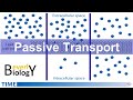Exploring Passive Transport Mechanisms