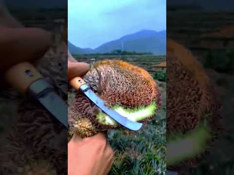 Como Plantar Abacaxi Brasileiro: O Segredo Por Trás do Sabor Mais Doce