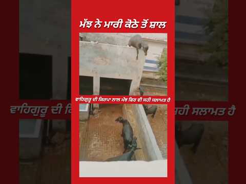 ਪ੍ਰਮਾਤਮਾ ਆਪਣੇ ਜੀਵਾਂ ਦੀ ਰੱਖਿਆ ਆਪ ਕਰਦਾ 🙏