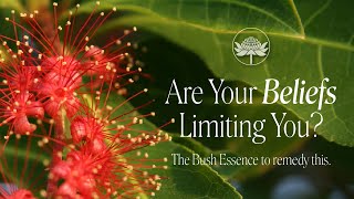 Are Your Beliefs Limiting You? | Freshwater Mangrove