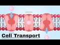Exploring Cell Transport Mechanisms