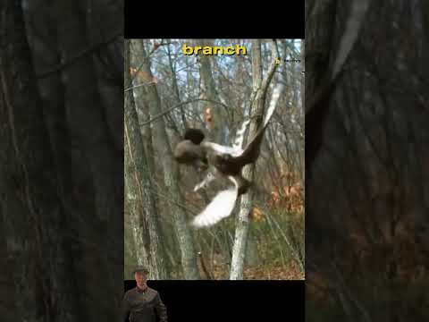 Battle for Life: Squirrel vs. hawk - a thrilling escape! #animals#survival #nature#wildlife