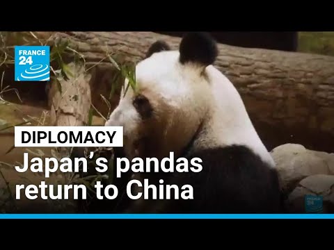 YouTube video thumbnail: Japan’s Pandas Return to China, Symbolising Deteriorating Relations