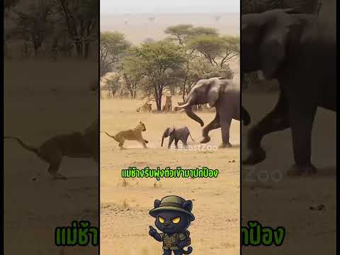 พลังแห่งรักแม่เมื่อแม่ช้างต้องปกป้องลูกน้อยจากฝูงสิงโตสุดโหด #ช้าง #สิงโต #รักของแม่