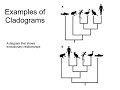 Understanding Cladograms and Taxonomy