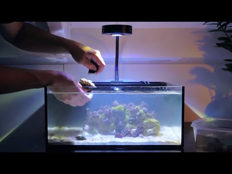 Crabs Destroyed my Reef Tank, Let’s Fix It!