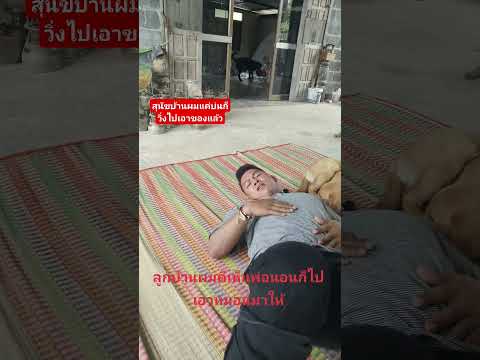 แค่พูดกระแทกสุนัขบ้านผมก็วิ่งทำงานไปเอาหมอนมาให้เจ้าของหมุนนอน
