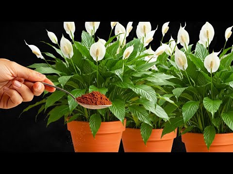 Put 1 Spoon in Peace Lily – New Leaves Will Grow Fast and It Will Bloom Nonstop!