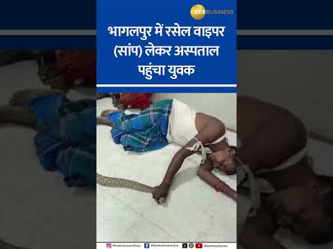Bhagalpur's Snake Saga: Man's Wild Ride with a Russell's Viper!