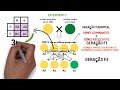 Mendel's Genetics and Seed Color