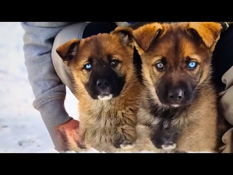 Two Abandoned Puppies' lives Change Completely after Being Rescued