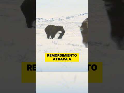 Oso 🐻 ataca manada de bueyes y devora a los pequeños #animals #oso #bueyes #shorts