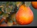 Exploring the Food Chain with Michael Pollan