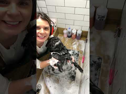 Um PUG brilhante chamado Tião #pug