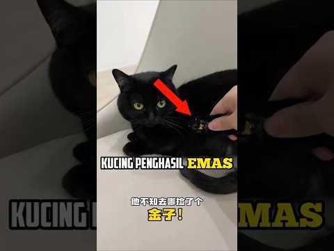 DUNIA HEWAN KUCING PENGHASIL EMAS #kucing #cat #shorts #shortsfeedshorts