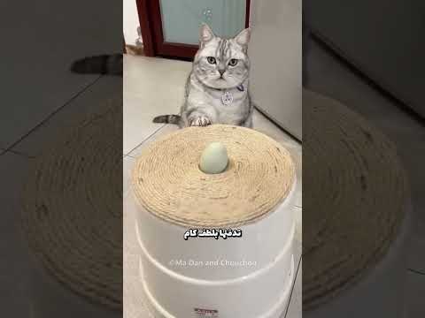 هذه القطة وضعت بيضة بطة ووقعت في الحب ❤️