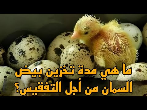 ما هي مدة تخزين بيض السمان من أجل التفقيس و الأكل؟