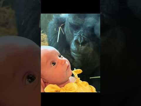 Why did this gorilla get angry after seeing a human baby? 😳