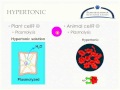 Cellular Transport Insights for the Biology Keystone Exam