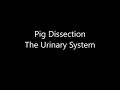Identifying the Urinary System in Pig Dissection