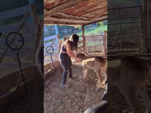 soltando o bezerro #vidanaroça #sabiadocampo #fazenda #pecuarista #gado #mercadoagricola