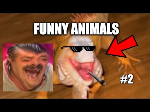 Funny Animals | Compilation #2