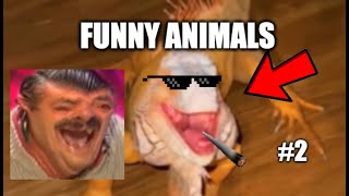 Funny Animals | Compilation #2