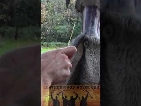 Taking Deer Hide off with Golf Ball and Truck