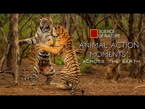 Four Minutes of Animal Action Moments Across the Earth