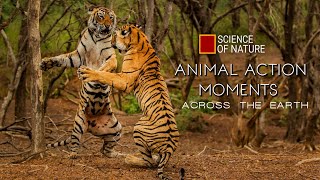 Four Minutes of Animal Action Moments Across the Earth