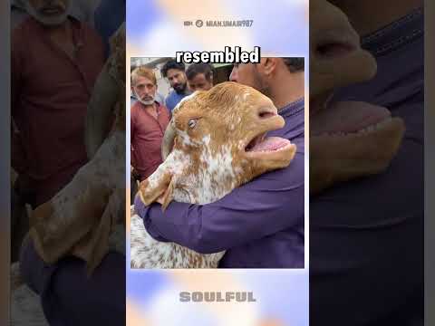 This Goat Will Touch Your Heart ? #shorts