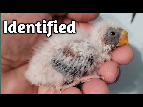 How to Apply Closed Leg Bands to Baby Birds