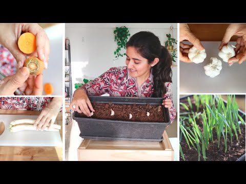 Vegetables and Herbs you can Grow from your Kitchen | Don't buy seeds
