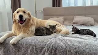 Two kittens cling to dog despite its attempts to move in Hebei, China