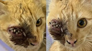 Removing A Huge Cuterebra From Tiny Kitten #1000