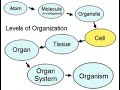 Cellular Organization and Specialization Concepts