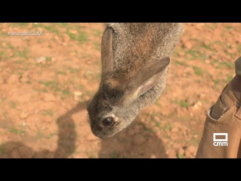 Los conejos híbridos arrasan los campos de Guadalajara | Ancha es Castilla-La Mancha