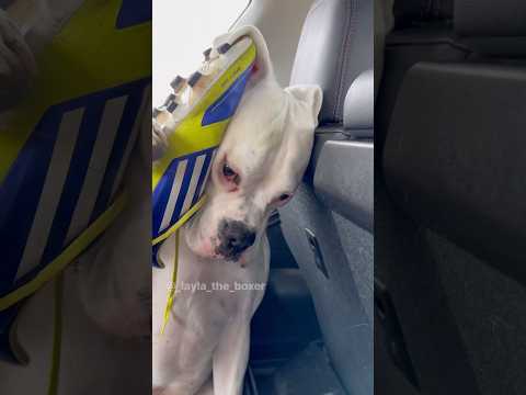 Spying on Mom 🥸 #funnydogs #doghumor #dogskit #funnyskit