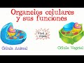 Cell Structure and Function Concepts