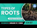 Types of Plant Roots and Functions