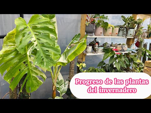 Progreso de las plantas que cultivo en invernadero/ Verano 2025