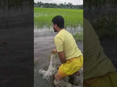 অনেক বড় সাপ #snake #foryou