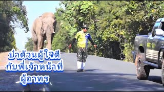 พลายสุ ล่องไพร กับคู่ใจแห่งผืนป่า