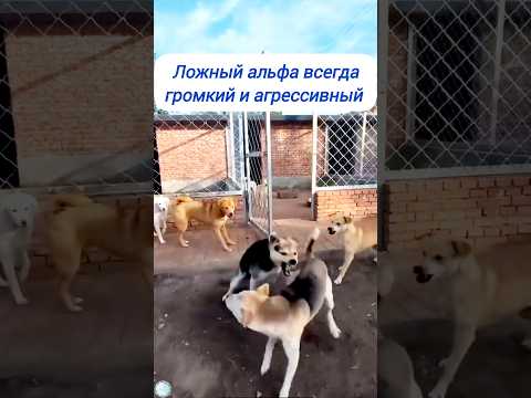 Белый и пушистый🤍