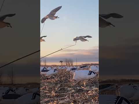 Snow Geese in Corn Fields