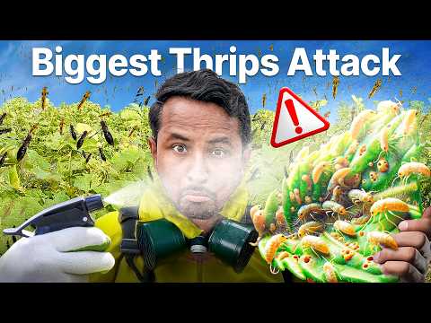 उल्टे पत्ते सीधे करो 💯😷Thrips Attack & Control | Crop Disease & Pest Series: S1E1 | Indian Farmer