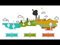 Understanding Carbon Sinks