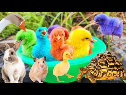 Tangkap Ayam Lucu, ayam warna warni, ayam rainbow,kelinci lucu, bebek lucu, ikan koi, Hewan Lucu