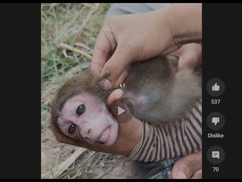 Please report this Animal Abusing channel (Graphic torturing Monkey)