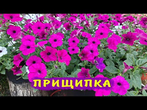 Как правильно прищипывать петунии без потери цветов и увеличить пышность цветения!